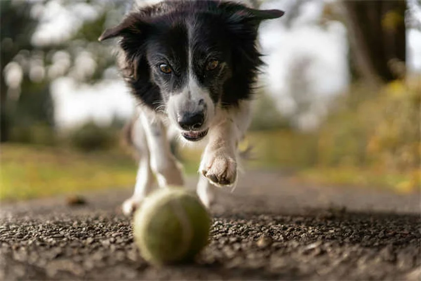 犬の下痢の原因と対処法｜獣医師が教える正しいケア方法