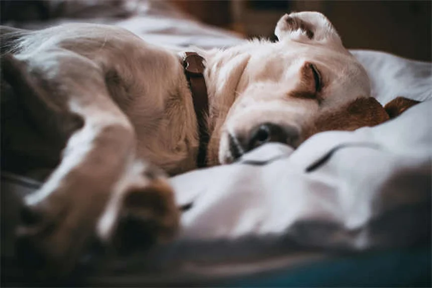犬の下痢の原因と対処法｜獣医師が教える正しいケア方法