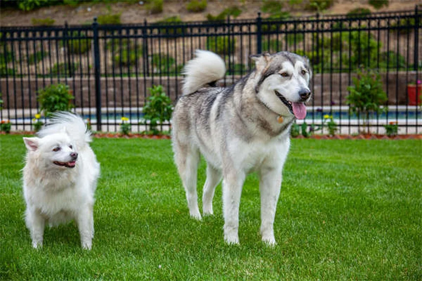犬の散歩で絶対にやってはいけない5つのこと【プロが解説】