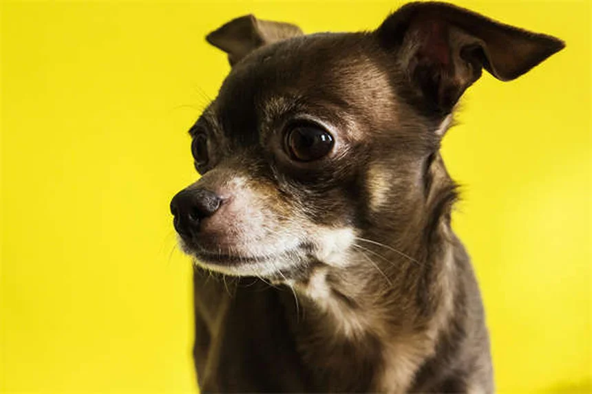犬の散歩で絶対にやってはいけない5つのこと【プロが解説】