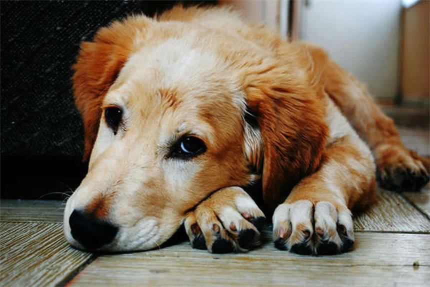 犬の攻撃性の本当の原因と対処法5選【専門家が解説】