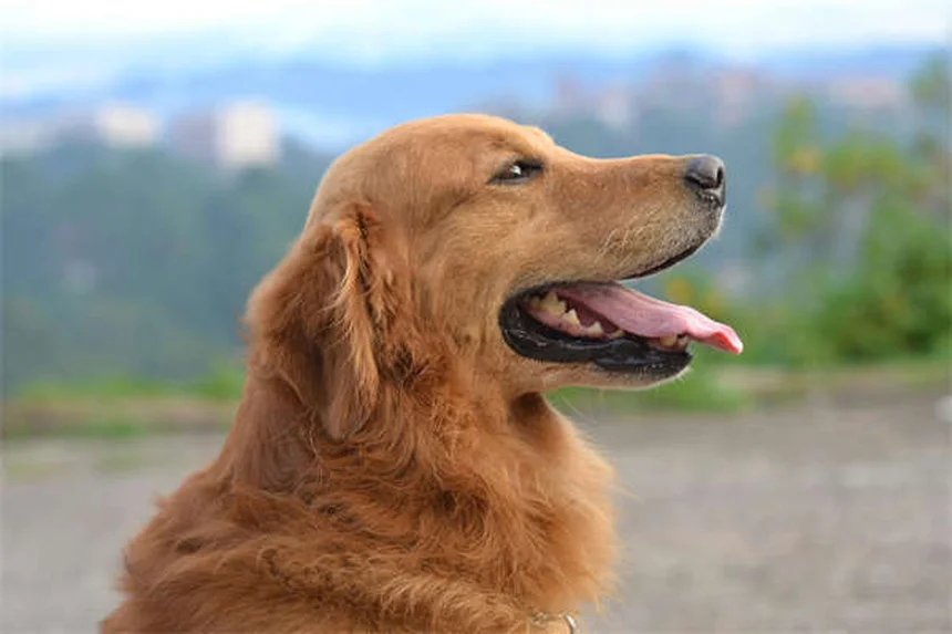 犬の血便の原因と対処法｜獣医師が教える緊急時の対応