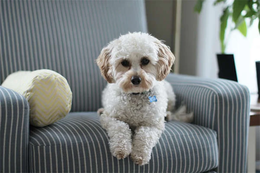犬が土を食べる理由と対処法｜獣医師が教える7つの解決策