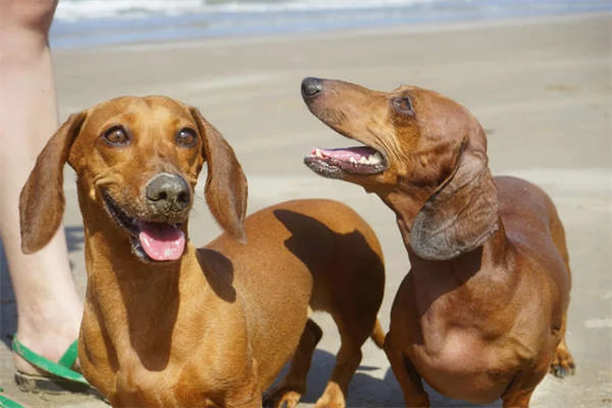 子犬が家でおしっこするのを止める7つの簡単な方法