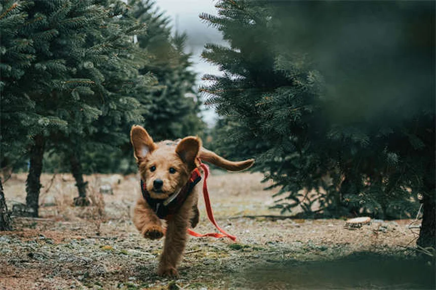 子犬が家でおしっこするのを止める7つの簡単な方法