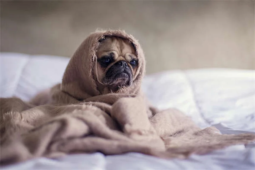子犬が家でおしっこするのを止める7つの簡単な方法