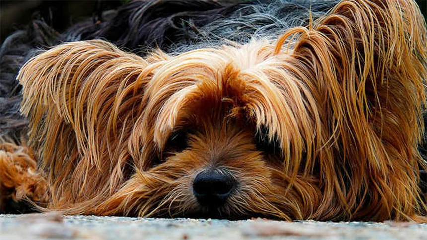 愛犬に最適なクレートサイズの選び方【完全ガイド】