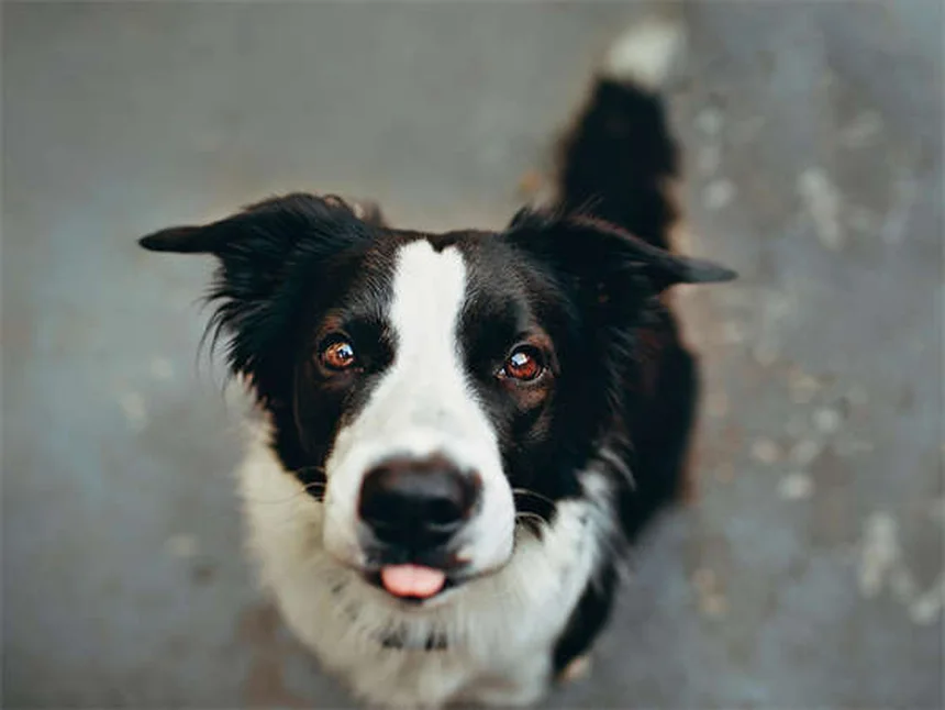 子犬のフィラリア予防は8週齢までに始めるべき？専門家が教える正しい予防法