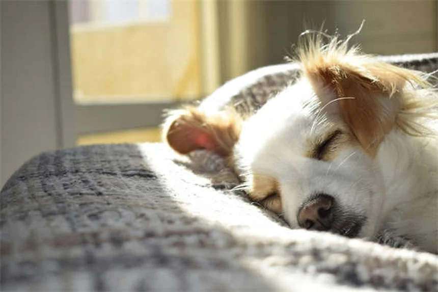 夏の犬の散歩で気をつける10のポイント【熱中症対策】