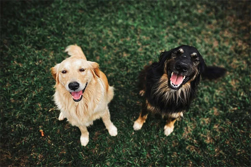 犬が空を舐める理由とは？7つの意外な心理と対処法