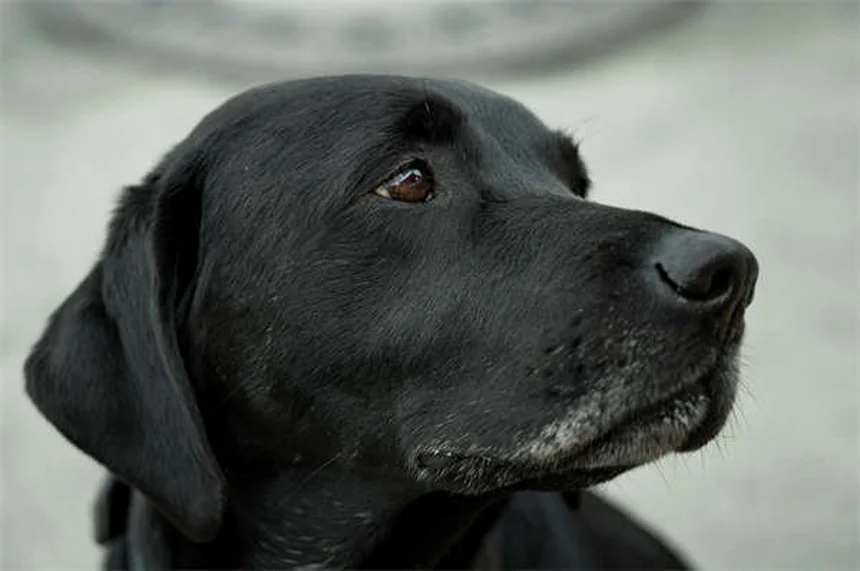 犬のホットスポット治療法｜獣医師が教える自宅ケア5ステップ