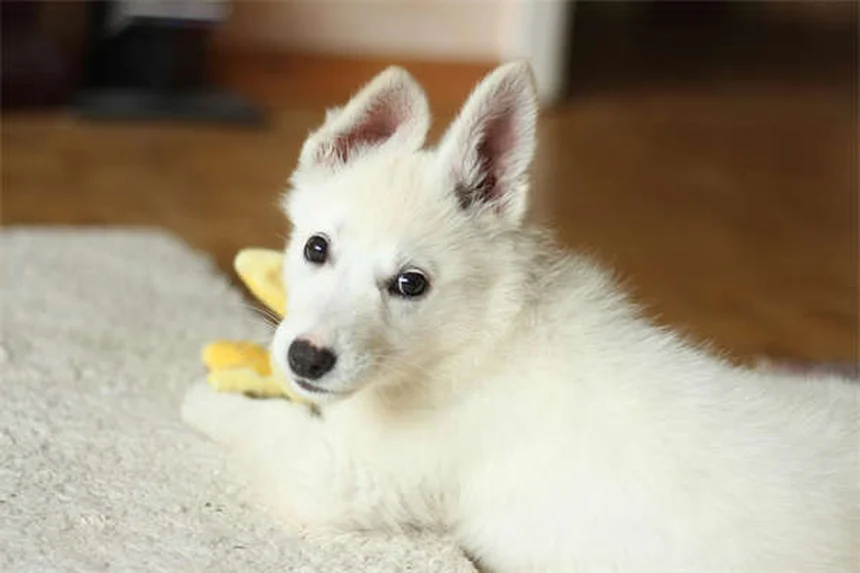 犬のホットスポット治療法｜獣医師が教える自宅ケア5ステップ