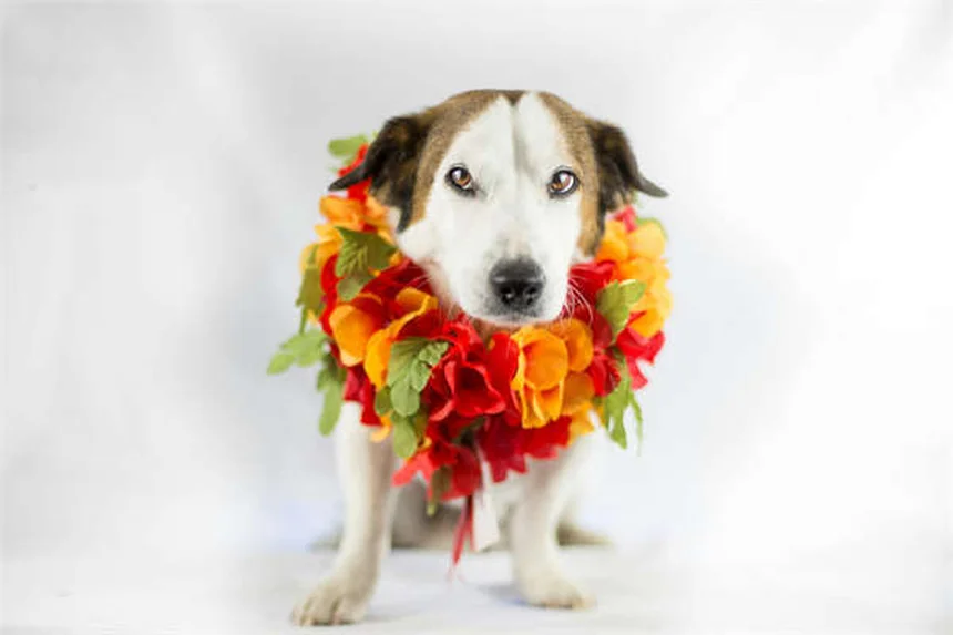 犬がサイレンに吠える理由とは？専門家が解説する意外な真実