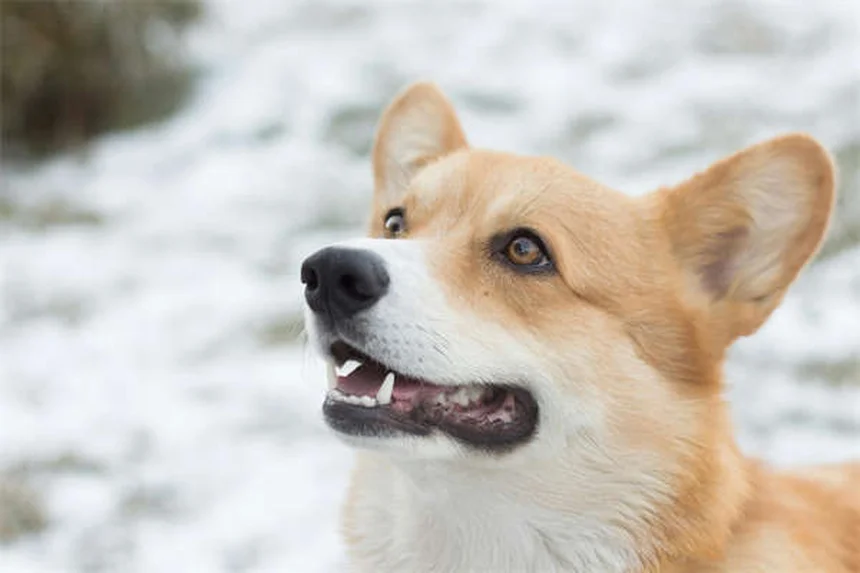 犬がサイレンに吠える理由とは？専門家が解説する意外な真実