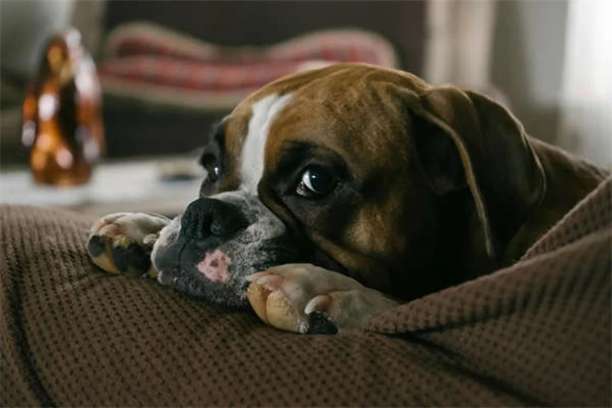 犬がサイレンに吠える理由とは？専門家が解説する意外な真実