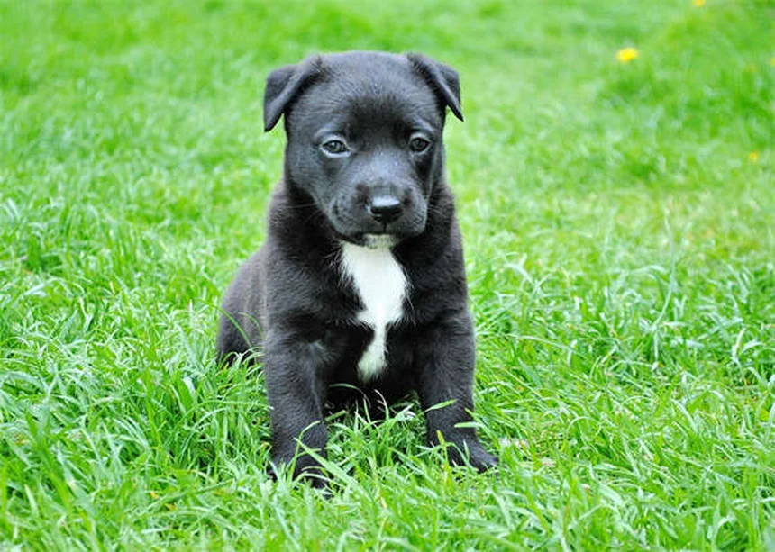 犬が咳をする原因と対処法｜獣医師が教える7つのポイント