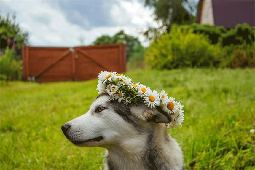 犬が咳をする原因と対処法｜獣医師が教える7つのポイント