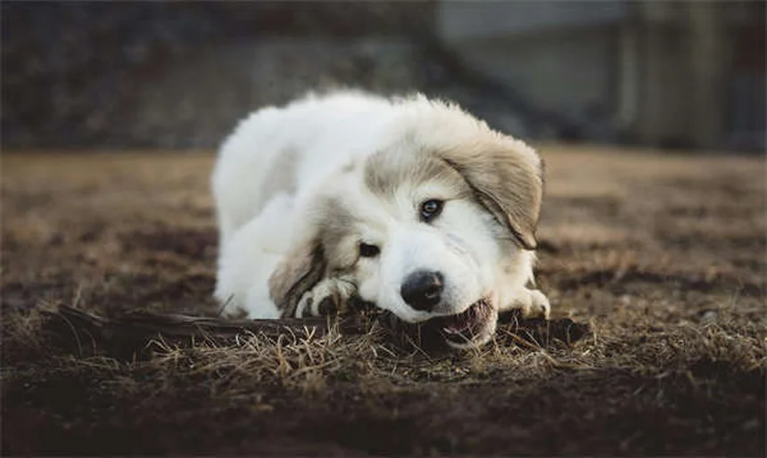 シニア犬におすすめのおもちゃ10選｜老犬の健康維持に効果的