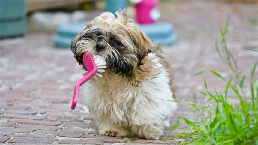 犬の尿結晶は危険？種類別の症状と対処法を獣医が解説